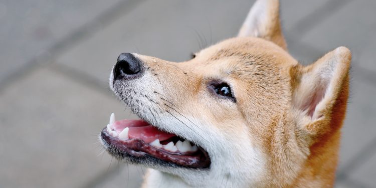 A Shiba Inu dog, the inspiration for the Ethereum SHIB token: Image: Jaycee Xie / Unsplash unsplash